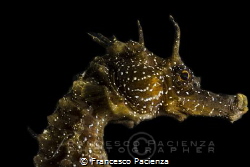 [:b:]Seahorse portrait[:/b:] by Francesco Pacienza 